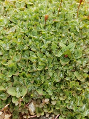 Erythranthe primuloides