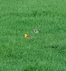 Carduelis carduelis britannica