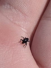 Trigonopterus