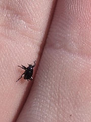 Trigonopterus