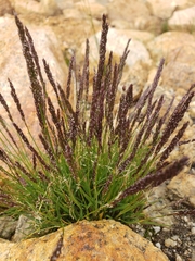 Trisetum spicatum