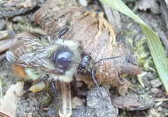 Bombus centralis