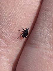 Trigonopterus