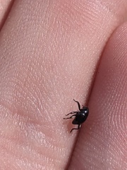 Trigonopterus