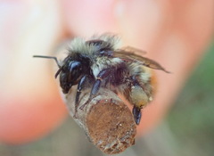 Bombus centralis