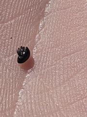 Trigonopterus