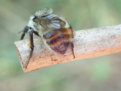 Bombus centralis