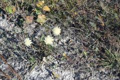 Cephalaria uralensis