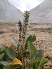 Salix petrophila
