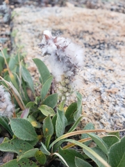 Salix petrophila