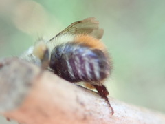 Bombus centralis
