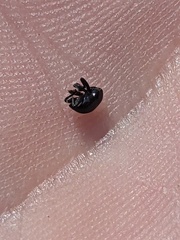 Trigonopterus