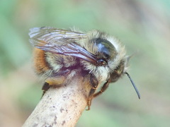 Bombus centralis