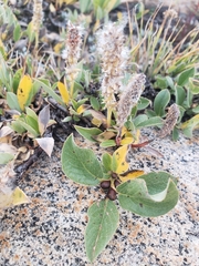 Salix petrophila
