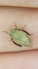 Negosiana dualis
