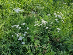 Achillea millefolium