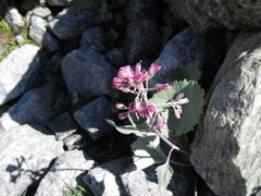 Adenostyles leucophylla