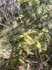 Acacia oxycedrus