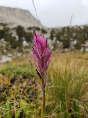 Castilleja lemmonii