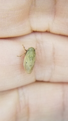 Negosiana dualis