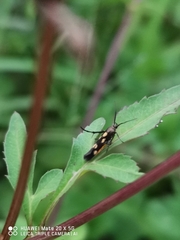 Eretmocera impactella