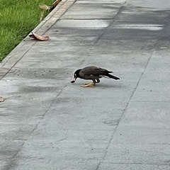 Acridotheres tristis