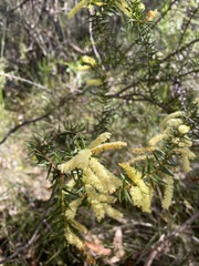 Acacia oxycedrus