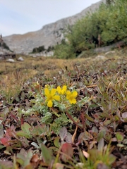 Potentilla breweri