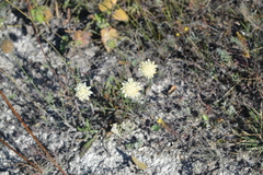 Cephalaria uralensis