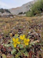Potentilla breweri