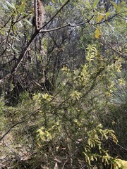 Acacia oxycedrus