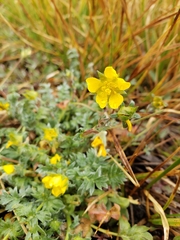 Potentilla breweri