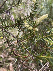 Acacia oxycedrus