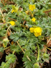 Potentilla breweri