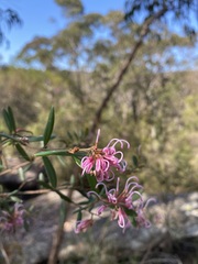 Grevillea sericea