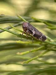 Eurymeloides adspersa