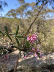 Grevillea sericea
