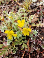 Potentilla breweri