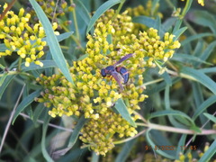 Pachodynerus erynnis