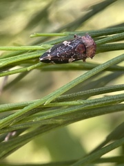 Eurymeloides adspersa