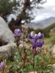 Lupinus breweri