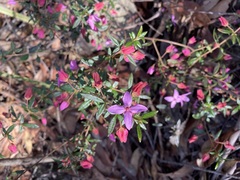 Boronia ledifolia
