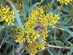 Pachodynerus erynnis