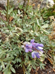 Lupinus breweri
