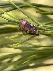 Eurymeloides adspersa