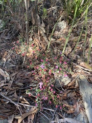 Boronia ledifolia