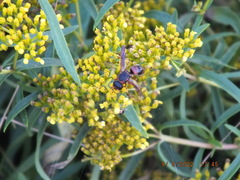 Pachodynerus erynnis