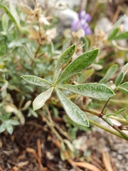 Lupinus breweri