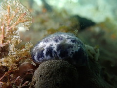 Eudistoma