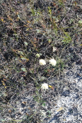 Cephalaria uralensis